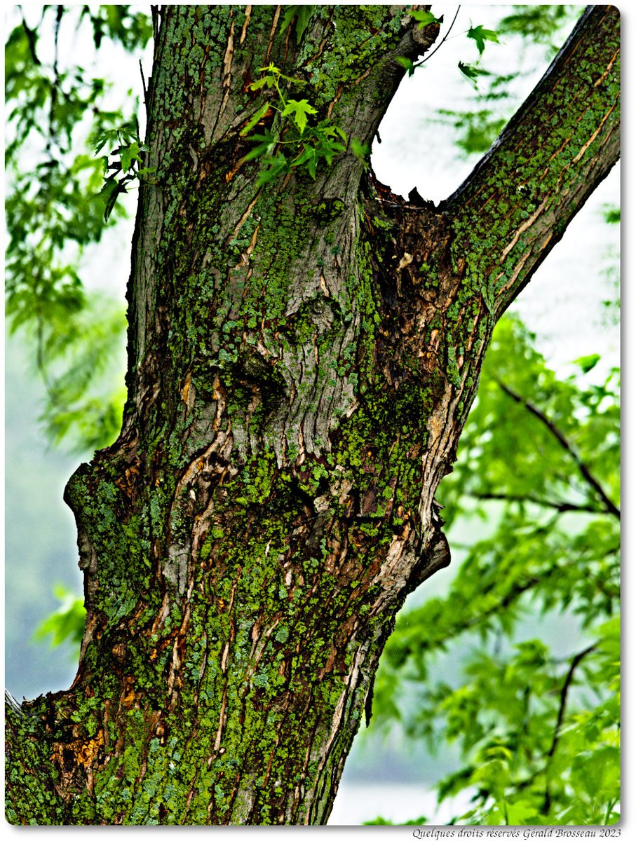 Gerald Brosseau tweet media