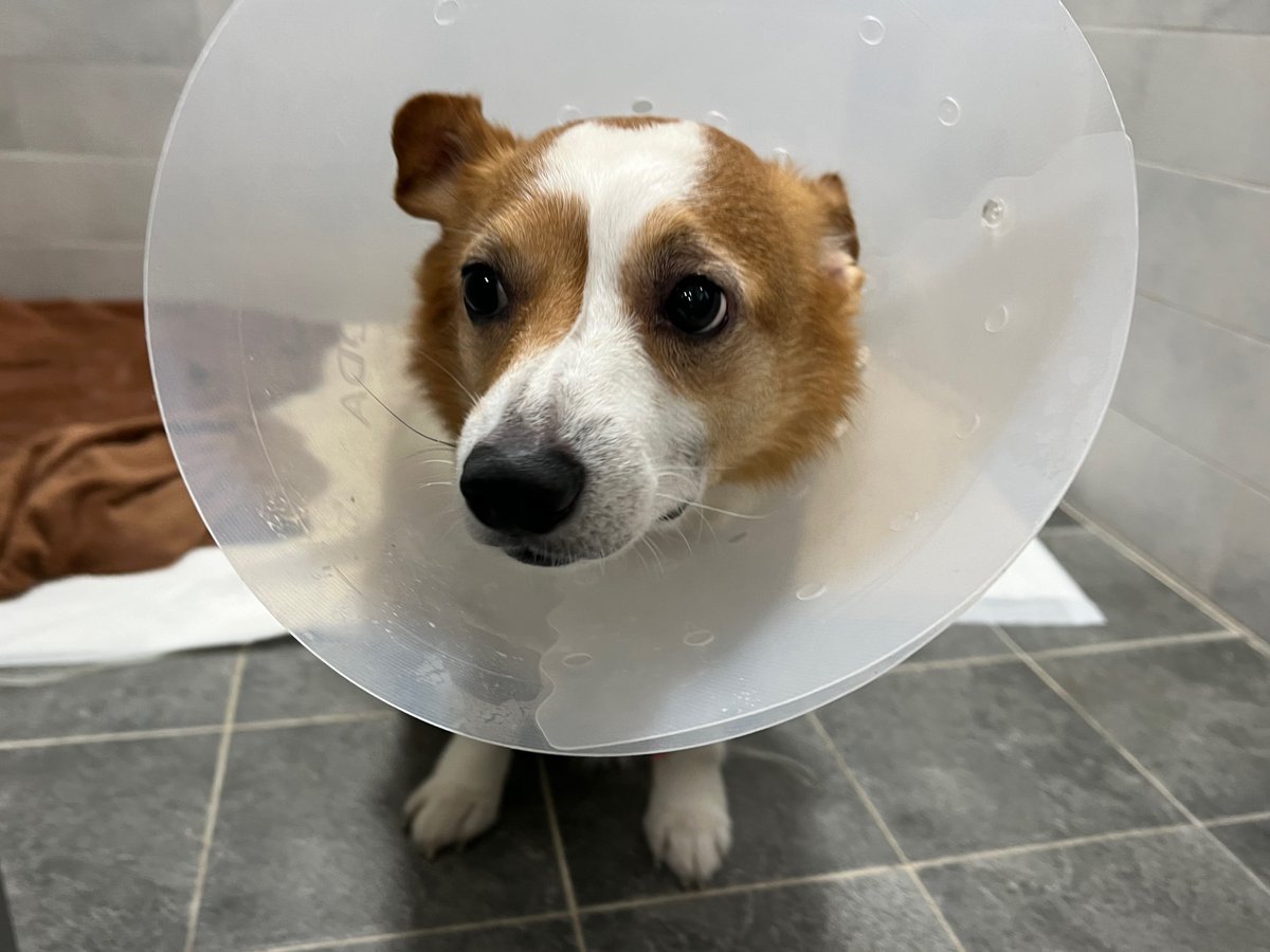 모닝쪼💛
두 눈에 어리둥절, 너 누구야가 가득하다 ㅋㅋㅠㅠ