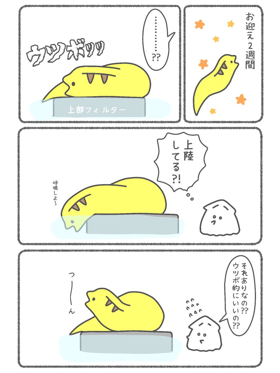 家のウツボが上陸した話(1/2)