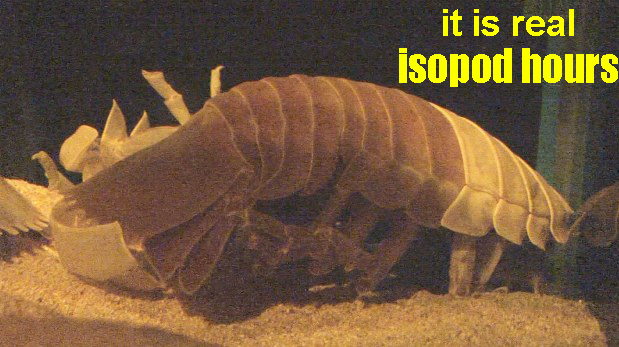 IsopodBot's tweet image. It's real isopod hours