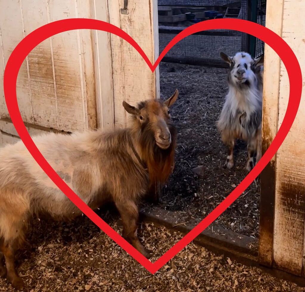 BradleyMtnFarm's tweet photo. Happy Father’s Day to all of the amazing bucks… and fathers…. everywhere!
#teamPetie #teamFestus #happyfathersday https://t.co/AwCMJQniCa https://t.co/sE5GtJU1jU