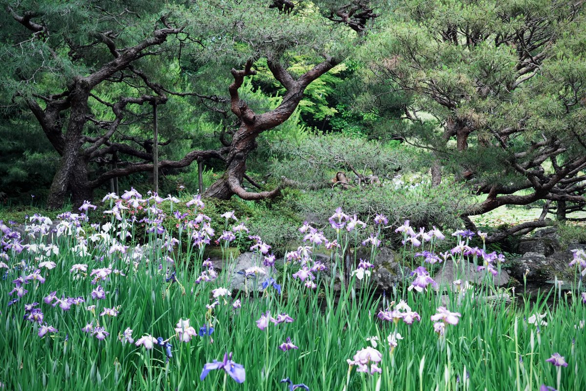 平安神宮神苑 
2023.06.04

#平安神宮 #京都 #花菖蒲