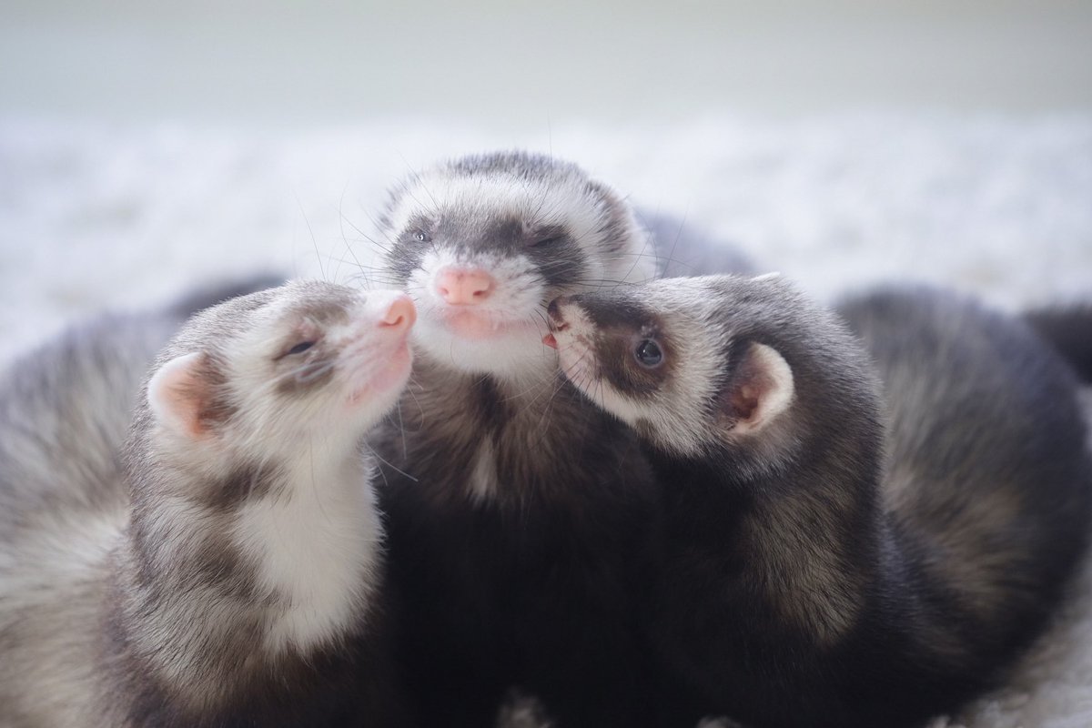 にこにこ

#フェレット
#ferret