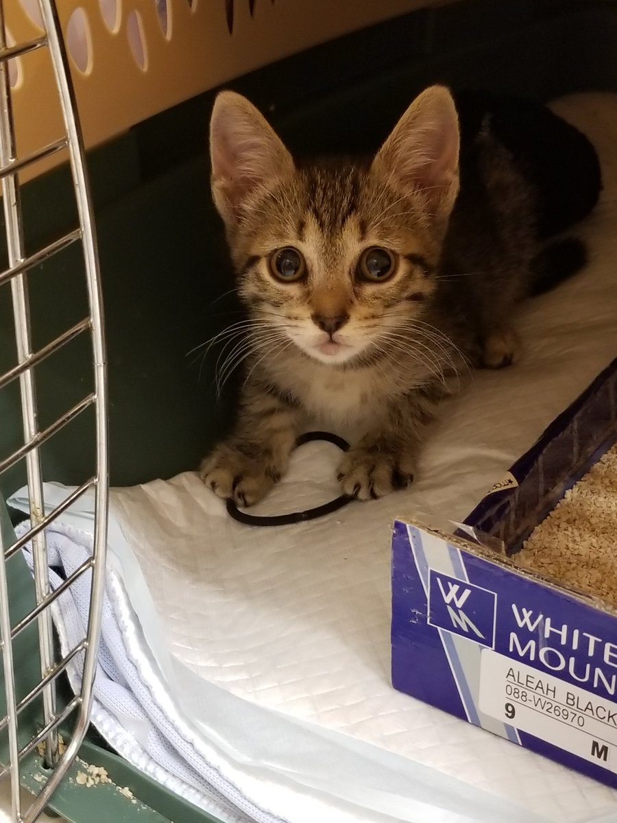 TBabykitty's tweet photo. @sweetgeorge84 @48dms When I saved my tiny Gypsy girl off the freeway, she was flea infested and I did the bath, but next day when I took her to vet to get checked out, Dr. put just 2-3 drops of the Advantage. She was about 2lbs, 7-8 weeks. https://t.co/ouKTi7s2VD