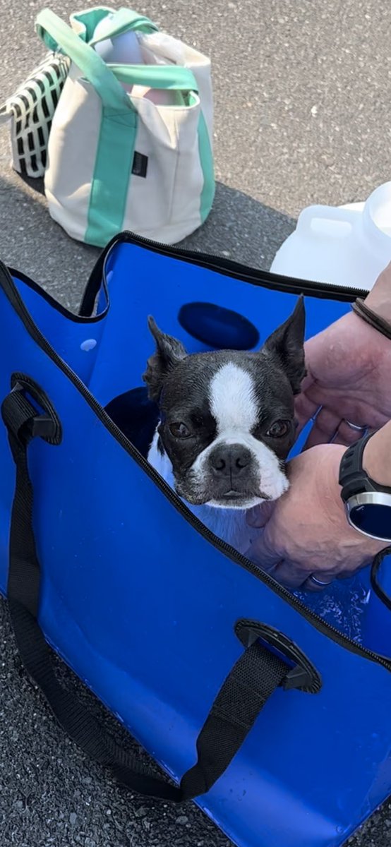 海で砂だらけ
露天風呂ですの
#bostonterrier 
#ボストンテリア
#気持ち良さそうね