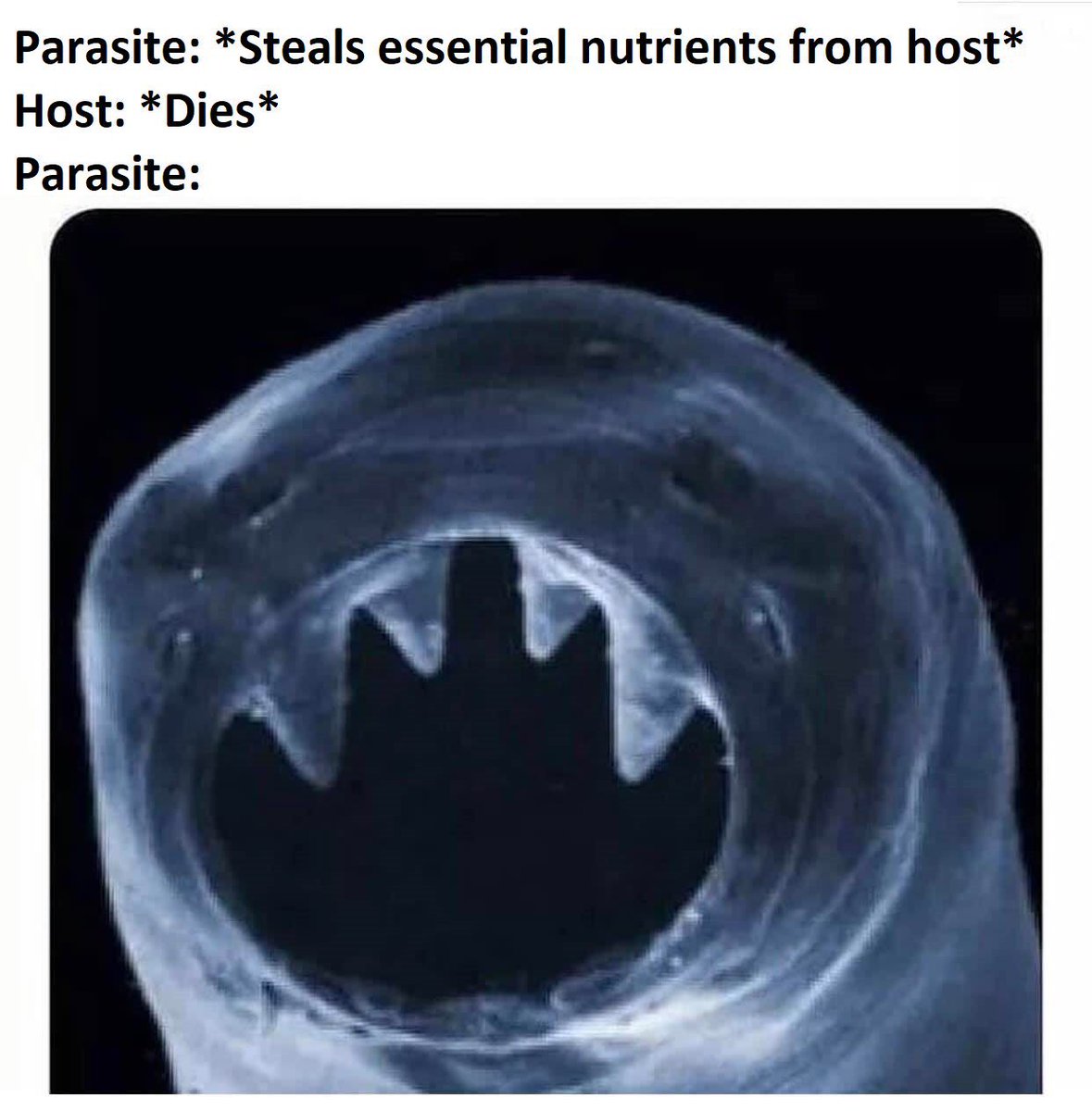 Dr. Zoe Dinges tweet media