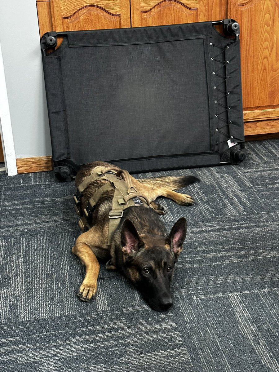 CPDPoPaws's tweet image. #K9Hunk knows he is supposed to lay on his bed. 
But his bed wasn’t ready today so he improvised.