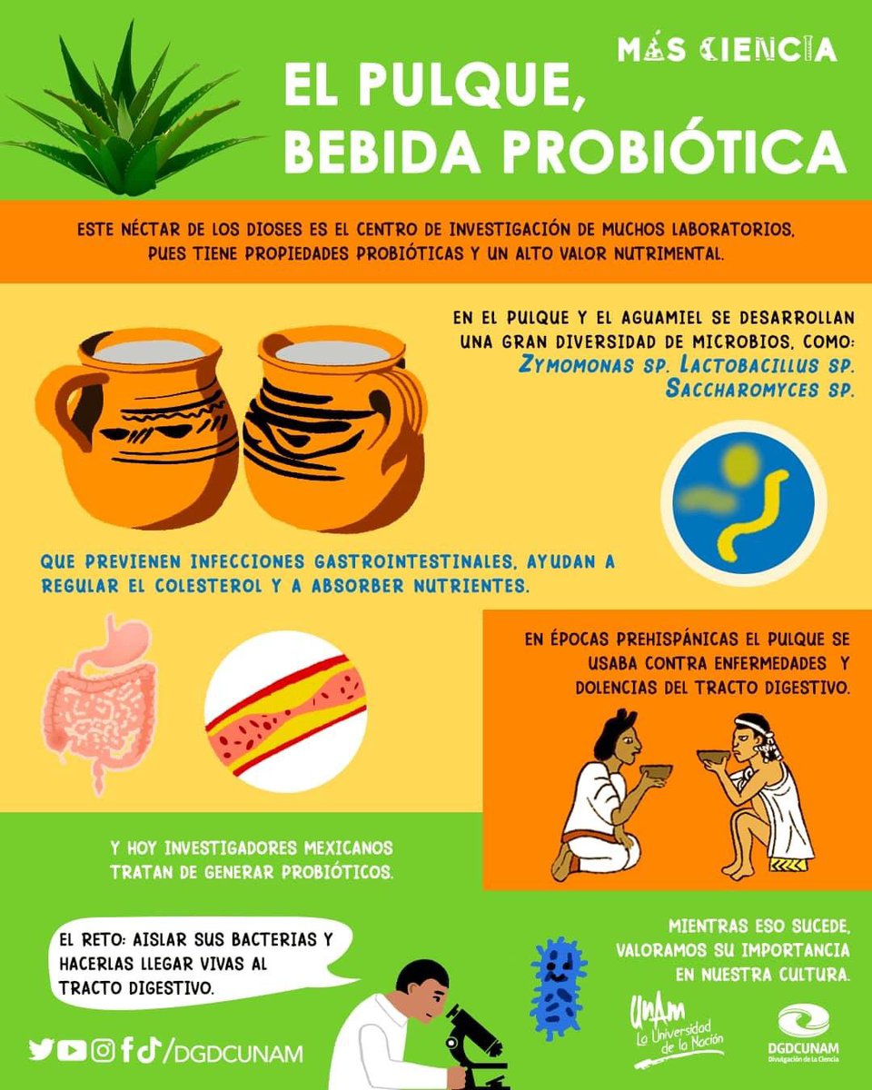 unamglobal's tweet photo. 🌵 El pulque y los magueyes son un recurso biocultural valioso, por lo que se debe conocer su origen, usos y métodos de cultivo, entre otras características. ➡️ https://t.co/QRAdRJhvNs https://t.co/3hwqh53o21