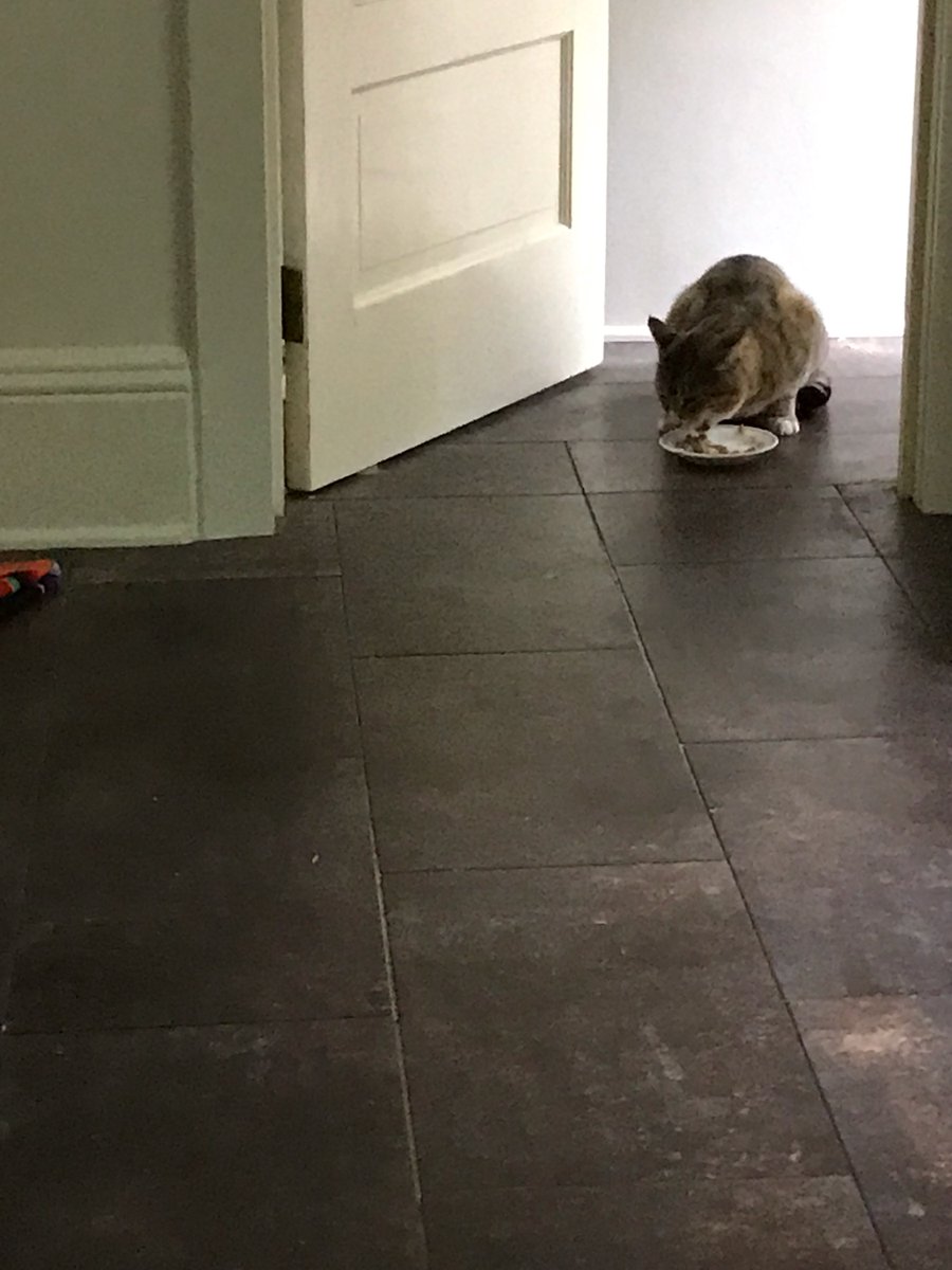 A very special #Caturday.
Feral Friend came in the house today.
This was after Coyote ate Friend's morning bowls.
He was going away and came back to: 'Hey, Friend, come on in!'
He had 7 bowls of gourmet food, supplements + slabs of meat.
I hope to see him again soon.