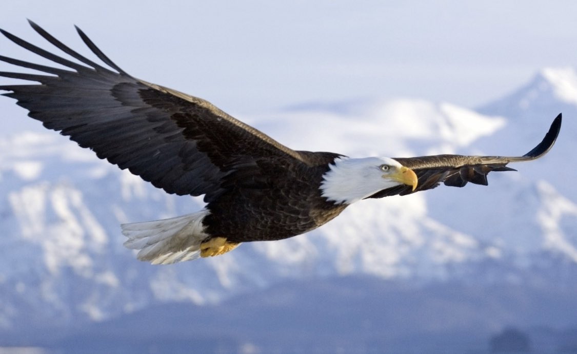 Peter Antevy (@handtevymd) on Twitter photo Did you miss #EaglesGather23?
@leeturpen4 took notes on all 100 lectures (as he’s done for many years) and posted it on his blog (below).
Thank you Lee!
Eagles XXIV: Notes from the 2023 EMS State of The Sciences Meeting
leeturpenffff.blogspot.com/2023/06/eagles…
<a href="/hp_ems/">High Performance EMS</a> <a href="/ProdigyEMS/">Prodigy EMS</a> Did you miss #EaglesGather23?
@leeturpen4 took notes on all 100 lectures (as he’s done for many years) and posted it on his blog (below).
Thank you Lee!
Eagles XXIV: Notes from the 2023 EMS State of The Sciences Meeting
leeturpenffff.blogspot.com/2023/06/eagles…
<a href="/hp_ems/">High Performance EMS</a> <a href="/ProdigyEMS/">Prodigy EMS</a>