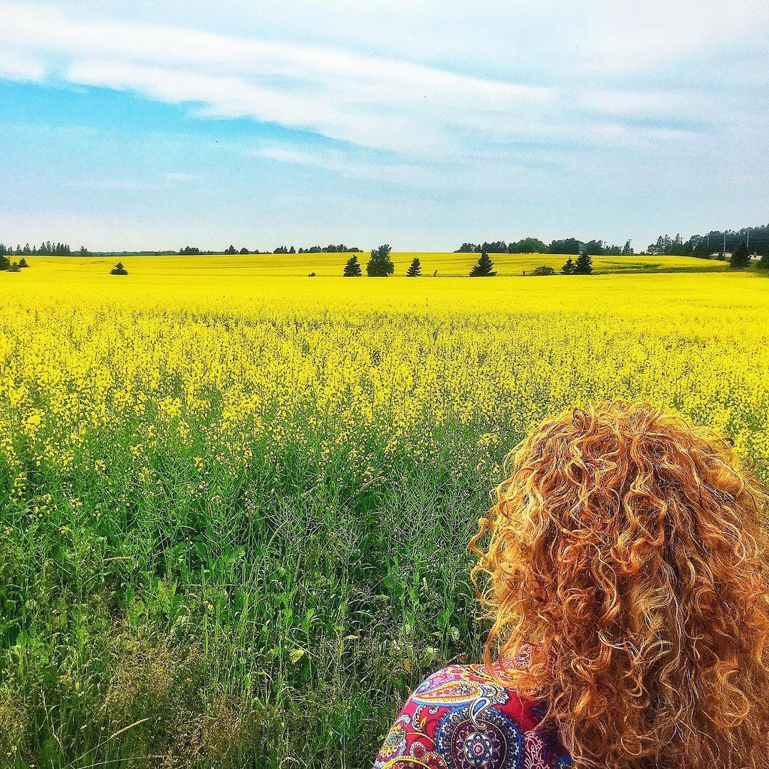 WelcomePEI's tweet photo. Fields of gold that go on and on and on 😍✨

📸 IG | chef_ilona https://t.co/XtkQFDJIDN