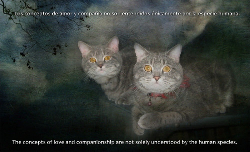girasol2201's tweet photo. #Jun17
#Caturday
#LulúSomosTodos
#safaricaraboboLulú https://t.co/o8Cg2TGk79