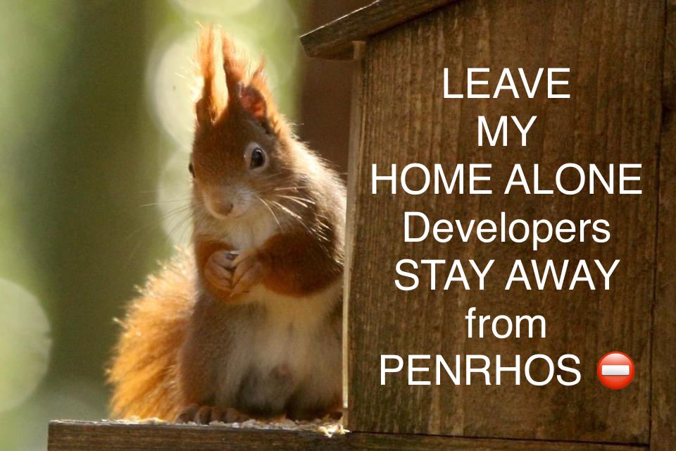 From this evening: - 
A Furry 𝐑𝐄𝐃 𝐒𝐐𝐔𝐈𝐑𝐑𝐄𝐋 at Penrhos, Holyhead, Anglesey 🐿️..

Together we must ‘SAVE PENRHOS’…
We are Crowd Funding via bit.ly/441Xm1X 
Please pollinate your 💚 and support for <a href="/PenrhosSave/">ACHUB PENRHOS / SAVE PENRHOS NATURE RESERVE 🍃💚🍃</a> and #RETWEET via 🏴󠁧󠁢󠁷󠁬󠁳󠁿 &amp; the 🌍 👍

#RedSquirrel