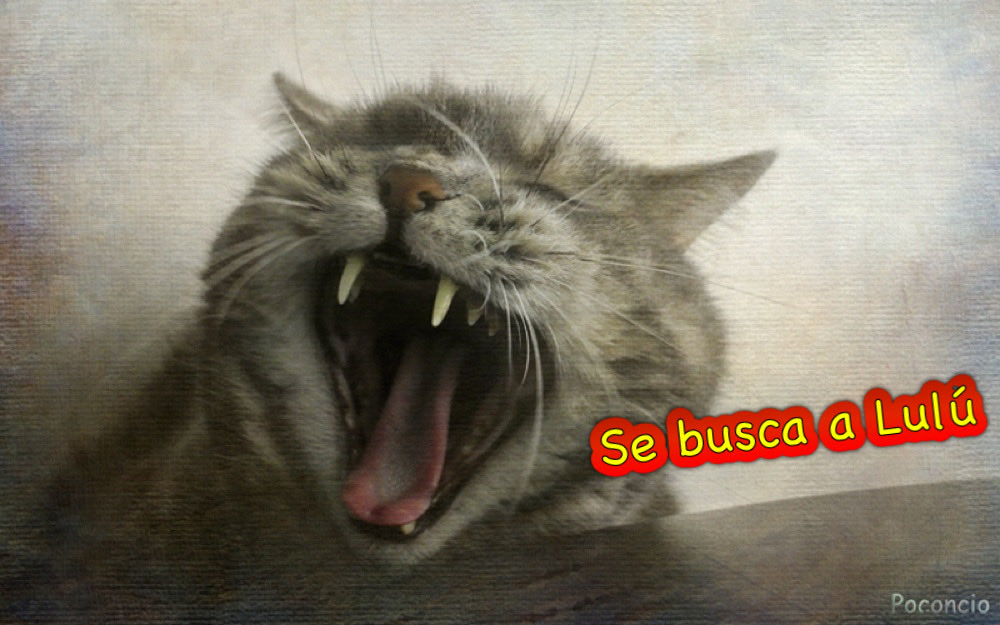 girasol2201's tweet photo. #Jun17
#Caturday
#LulúSomosTodos
#safaricaraboboLulú https://t.co/JuorWeYxft