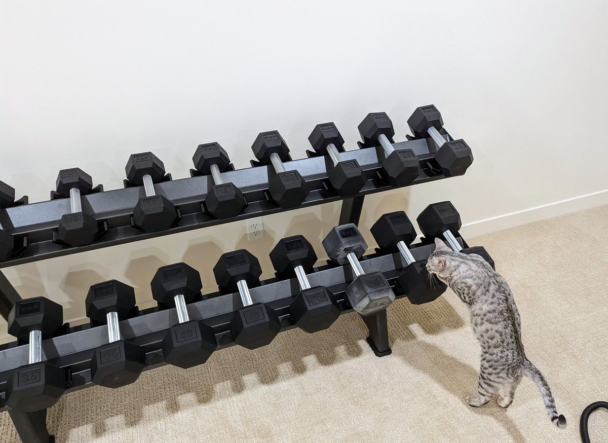 Gotta admire the confidence on this cat. Just set up the dumbbell rack and Zira went straight for the 50s