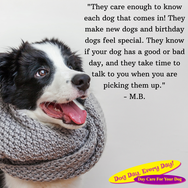 We strive to make all dogs feel special when they're with us. 💖 #HappyDogs #Testimonial #WeLoveDogs