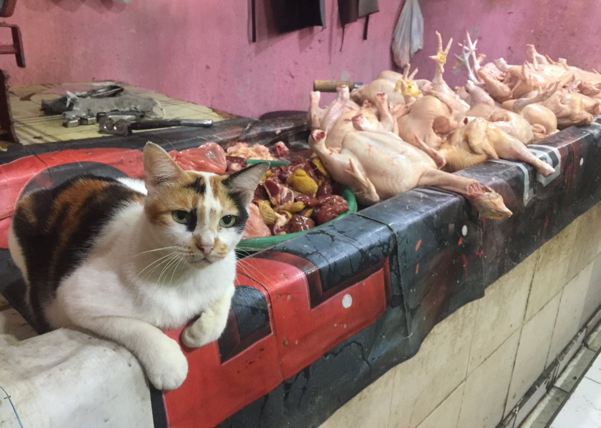 Jualan ayam mati