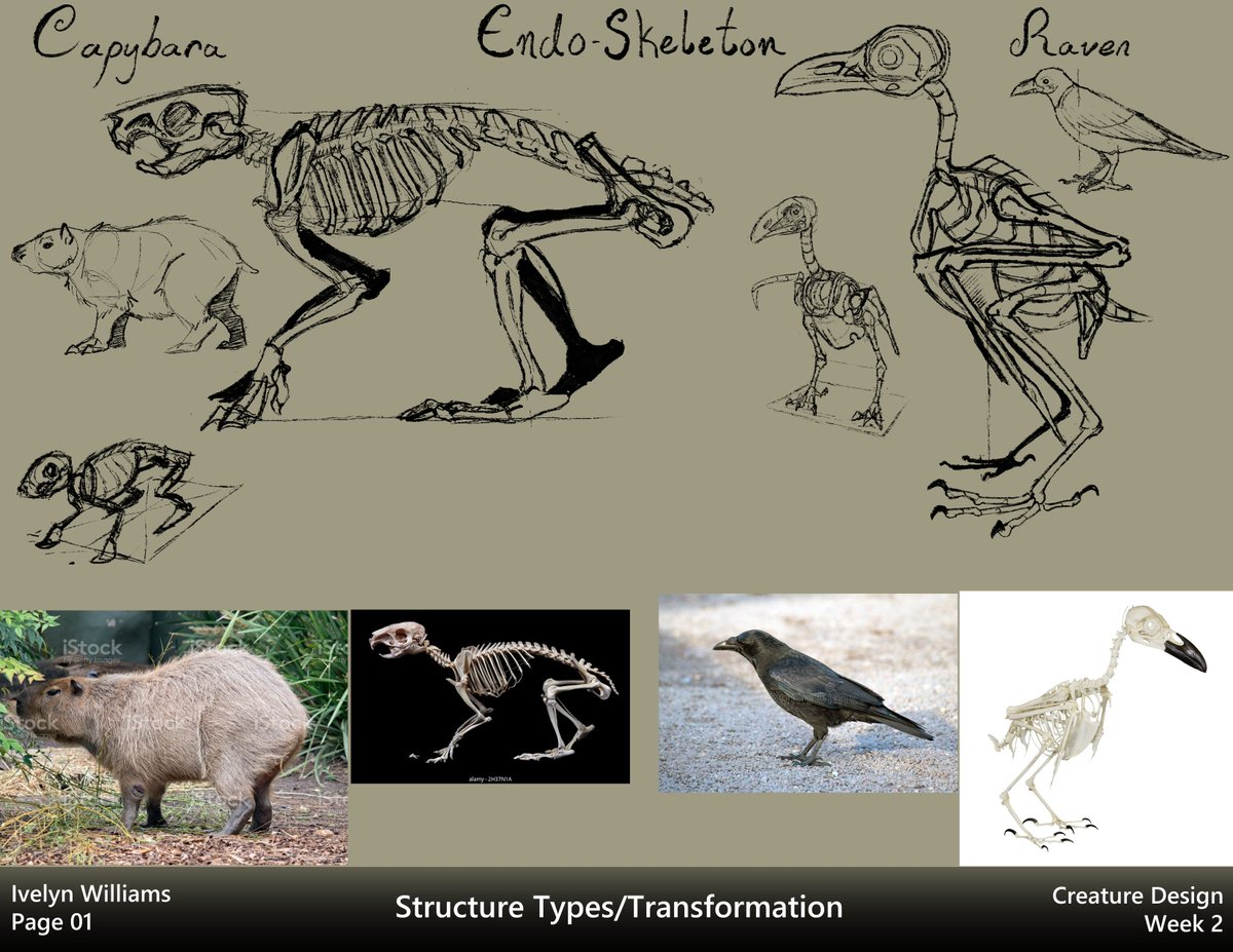 ivyyersinia's tweet image. Week two of Creature Design.  Studied different skeleton structures and morphed one into another.  Pretty fun!
#dynamicsketching #creaturedesign #digitalart