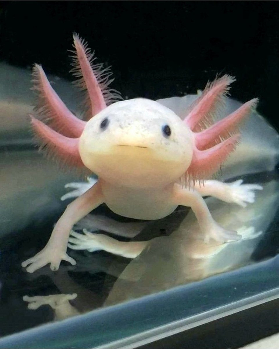 Axolotls?