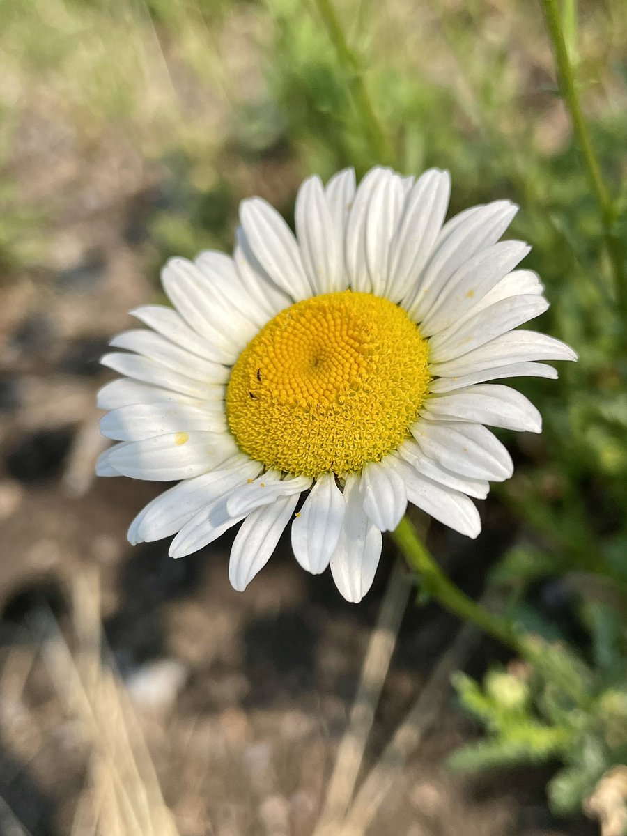 Pure Happiness

Never let something steal your joy!

#flowers #outdoors #spring #myphoto #originalcontent #photography #flowerphotography #naturephotography #outdoorphotography