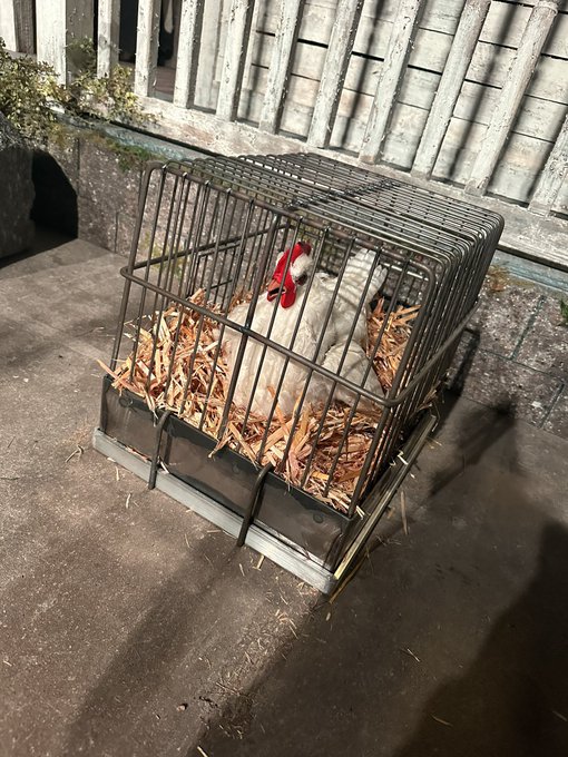 Thanks for a fun afternoon @TXChainSawGame!! https://t.co/xzXlWW47Ob<a class="tags" target="_blank" title="On Twitter" href="/?out=eyJ0eXAiOiJKV1QiLCJhbGciOiJIUzUxMiJ9.eyJpYXQiOjE3MjA5MDc5NjUsImlzcyI6InR3cG9ybnN0YXJzLmNvbSIsIm5iZiI6MTcyMDkwNzk2NSwiZXhwIjoxNzUyNDQzOTY1LCJyZWRpcmVjdF91cmwiOiJodHRwczovL3R3aXR0ZXIuY29tL1RYQ2hhaW5TYXdHYW1lIn0.1DyKFK7sfgcNJXhMxN8d6VAa5k4fXNfSH0FHMCFiABpIjpW1vt4UsxhgT9dz3OtScZuiFvrKnJWlquIXznPQFg">@TXChainSawGame</a><a href="/tag/thelastofus"class="tags"><span>#thelastofus</span></a>