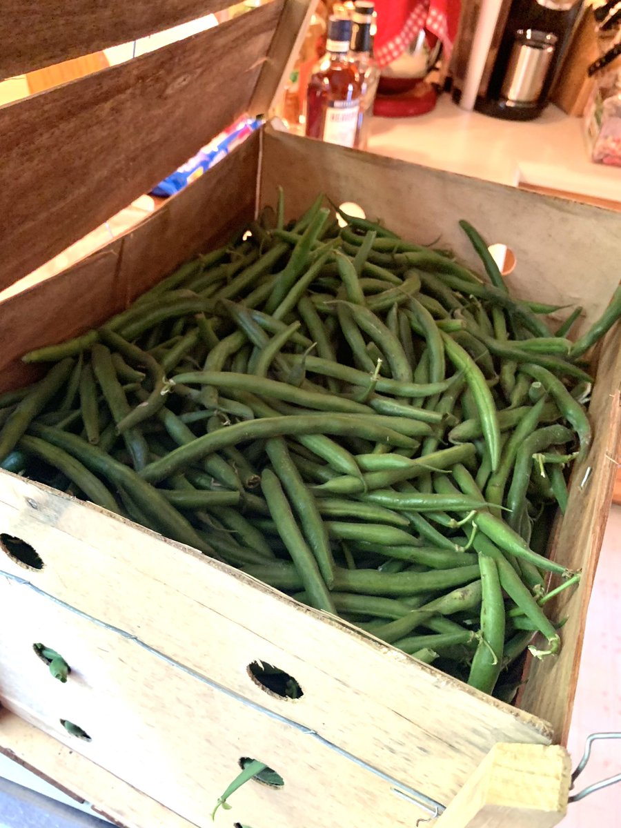 ScottRWarner's tweet photo. Here’s how it started and how it ended #greenbeans #dillybeans. https://t.co/ABSUeycF4R