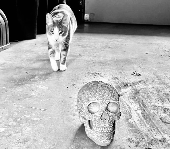 Playtime in the garage with Iggy. #Cat #caturday #caturdayvibes #catlovers #ClintEastwood