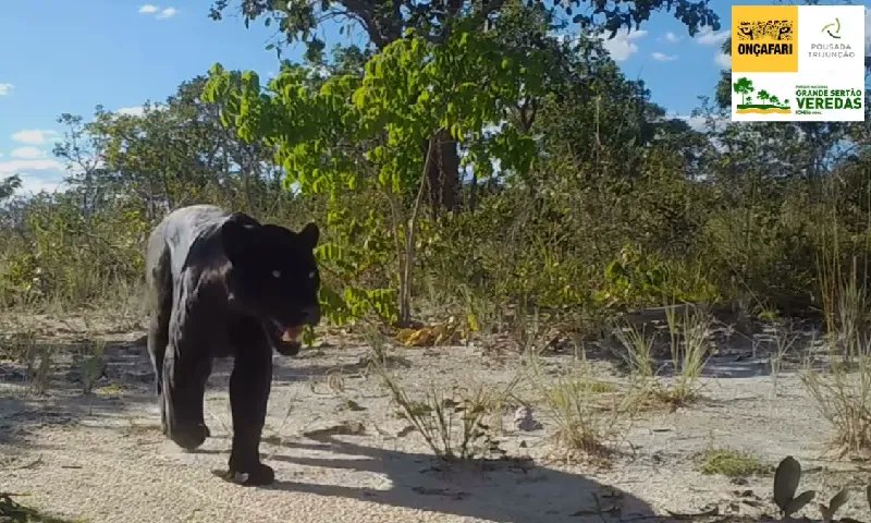 conexaoplaneta's tweet image. #Onça rara, #melânica, é flagrada, com filhote, no Parque Nacional Grande Sertão Veredas. Onças negras possuem mais melanina, o que dá à pelagem uma tonalidade escura. O #filhote, entretanto, é pintado. Parque fica no Cerrado, entre Minas Gerais e Bahia: buff.ly/3X2lApE