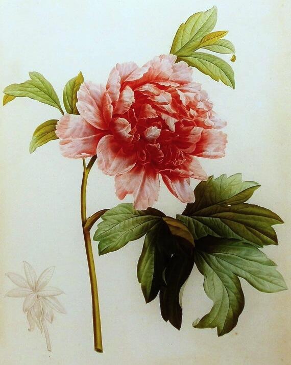 Today is nonidi 29 Prairial in the year of the Republic CCXXXI, celebrating the peony.