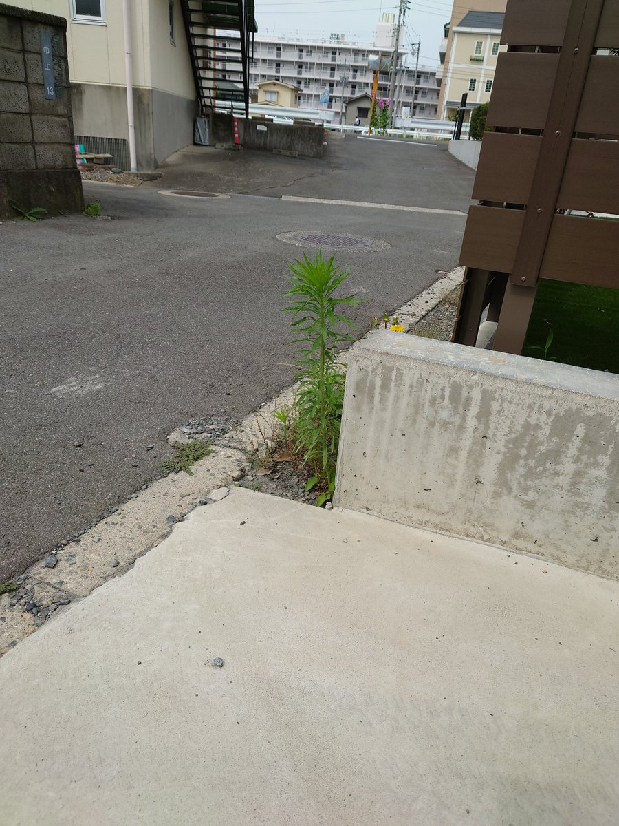 家の前にハイラル草が生えてましたっ

さて、鍋にぶちこむかっ
#ゼルダの伝説