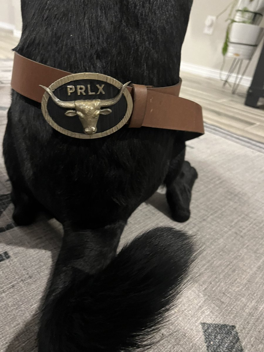 And now it’s time to show the result. My dog Vader was kind enough to model it. #DBWa2023 @BILTevent