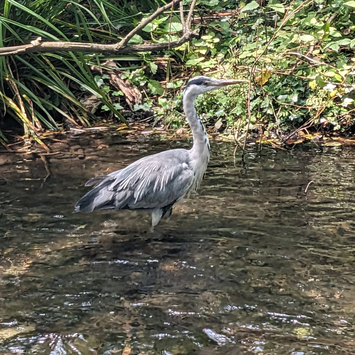 Excellent heron in South of River shocker #wandletrail