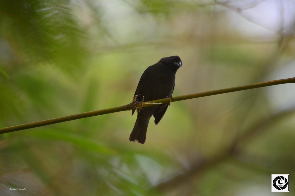 Asemospiza fuliginosa
Sooty Grassquit
cigarra-do-coqueiro

#fleacom #unmistakablefleacom #BirdsSeenIn2023 #observaçãodeaves #birdwatchingbrazil #birdwatching #birdoj #MinasGerais 📷 #valedoriodoce #Caratinga #MinasGerais #ThePhotoHour