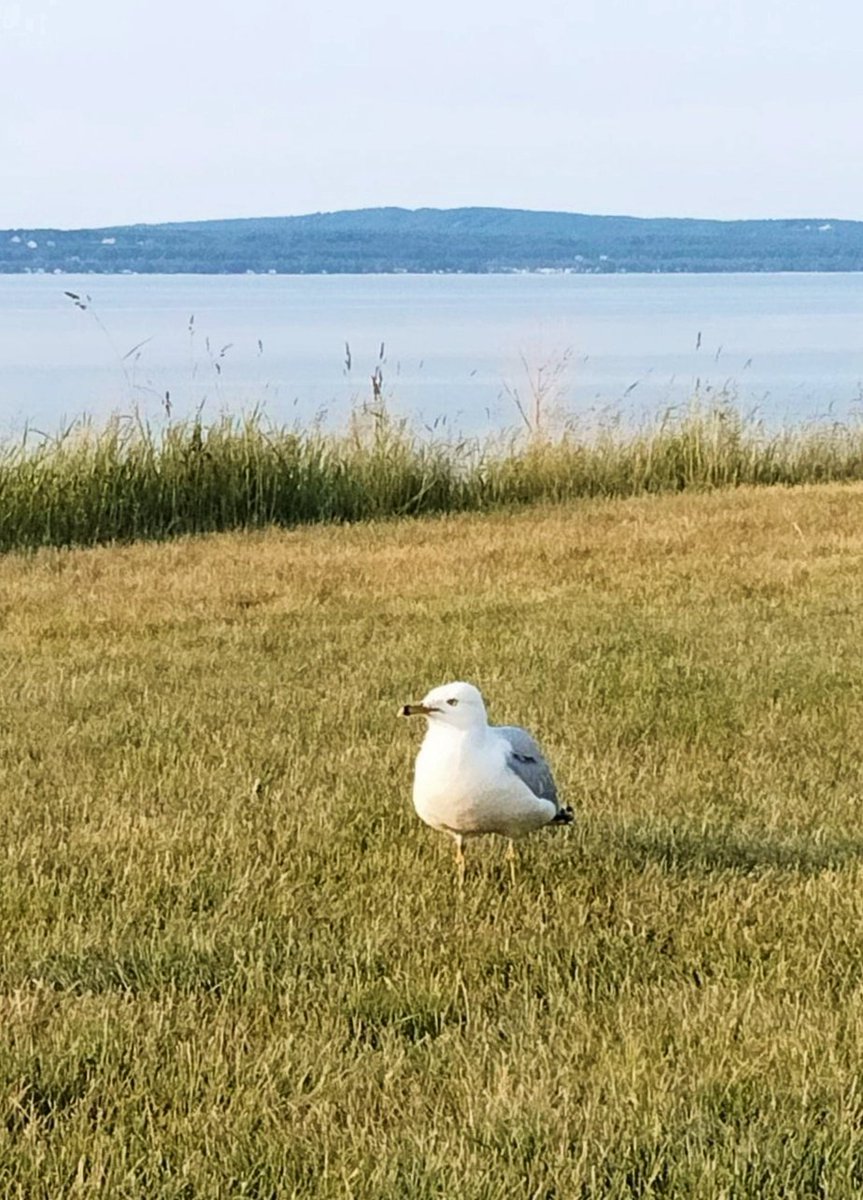 East Park in Petoskey is delightfully placid, tonight. 

Even the little gull agrees. 

#simplelife #NoMI