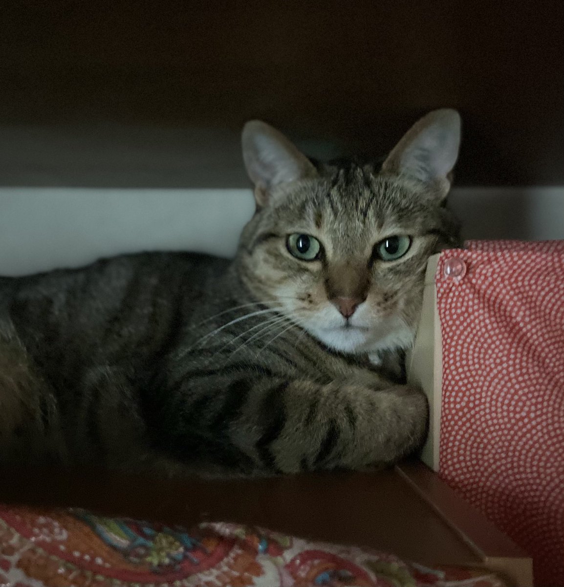 おはようございます
陽射しがキツイ朝です☀️

同じ場所で涼むジャスミン😸

仕事へ行ってきます🍀

#リトルキャッツ出身 
#ミャゴラーレ