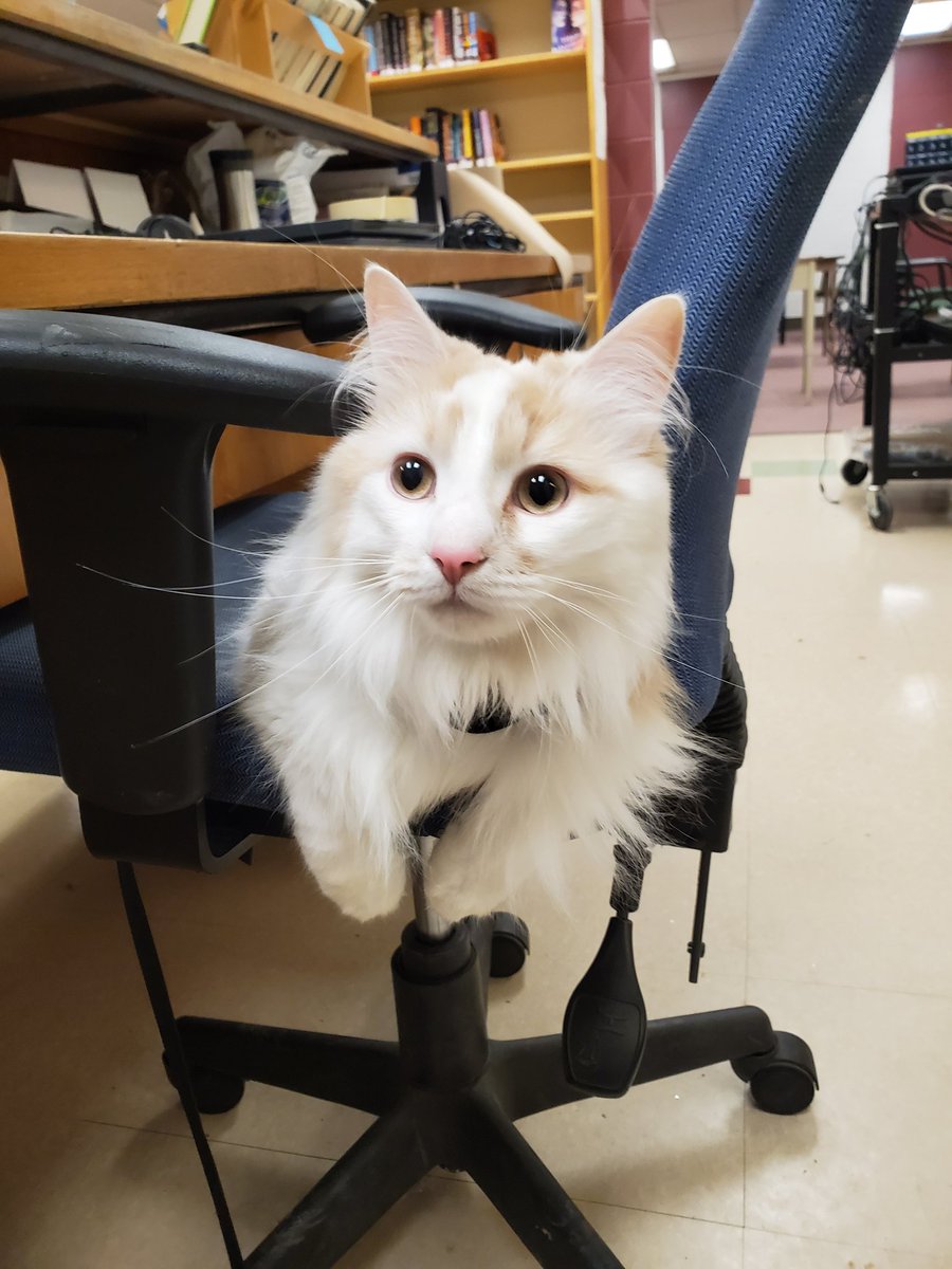 mayjay07's tweet photo. @MaebyKate @ask_aubry I'm married but my nale cat who we rescued out of a barn and must have Ragdoll in him is super chill. Took him to school/work and he was a hit with everyone. https://t.co/C7sCRDPtIL
