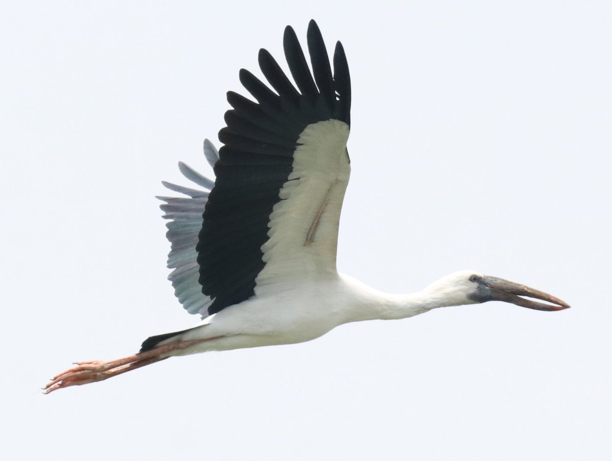 Aisan Open Billed Stork in flight. 

#birds #birding #birdwatching #bird #ThePhotoHour #IndiAves #TwitterNatureCommunity #BBCWildlifePOTD #natureinfocus #indian_wildlifes #NaturePhotography #wildlifephotography
