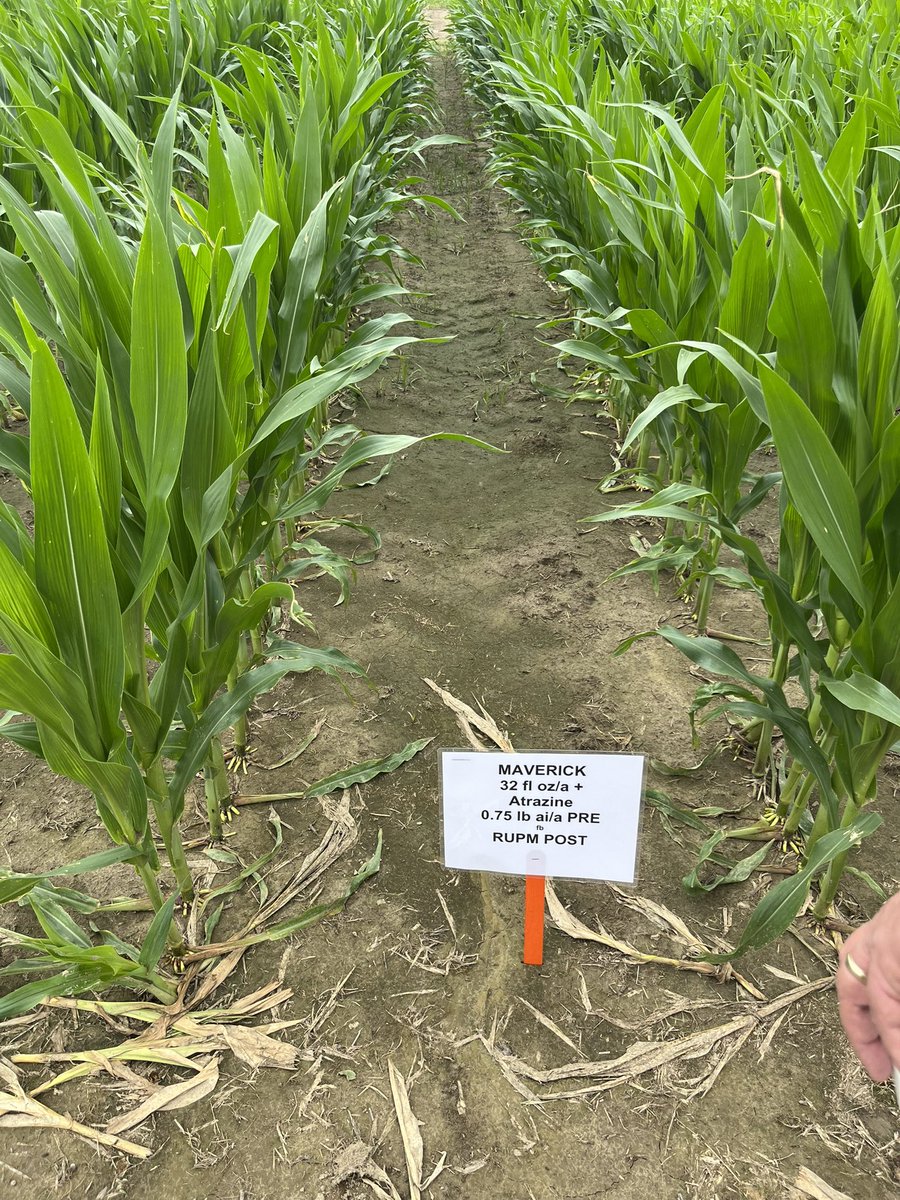 dionmcbay's tweet photo. @nozzle_jockey @ValentUSA @TewChristine Awesome Chad - thanks for sharing...
Here's my view from MS this week... Maverick shining vs pigweed! https://t.co/9TpI1LjX93