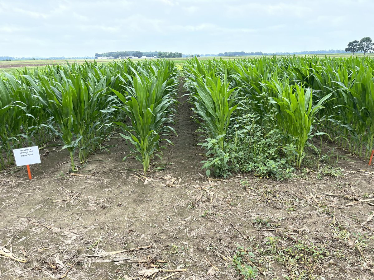 dionmcbay's tweet photo. @nozzle_jockey @ValentUSA @TewChristine Awesome Chad - thanks for sharing...
Here's my view from MS this week... Maverick shining vs pigweed! https://t.co/9TpI1LjX93