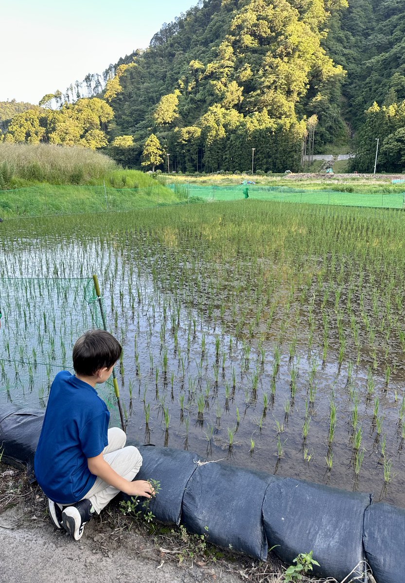 sahya_jp's tweet photo. #たんぼ  #こども #かえる 
#田圃 #子供 #蛙
#ricefield #kids #frog 

#伊東市 #伊豆 #伊豆半島 #伊東温泉 #静岡県 #izu #izupeninsula #itocity #ito #伊豆高原 #izukogen https://t.co/MxtPEl9Hh3