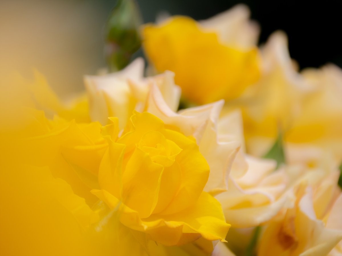 #前ボケ の #薔薇😆
#LUMIX #LUMIXG9 #G9PRO #LEICA50200 #LUMIX友の会 #ルミトモ