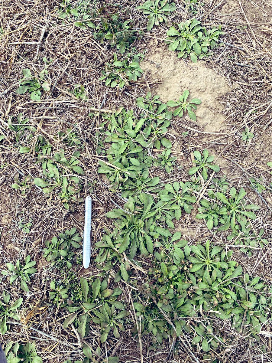 MagnanoMarcos's tweet photo. Hace unos días  largamos con el módulo de manejo de malezas O-I, evaluaremos alternativas químicas y un nuevo manejo a base de electricidad que ya muestra resultados excelentes  @AgroThrive #manejointegrado #agronomia #GlovaAgro https://t.co/L5882Eakgy