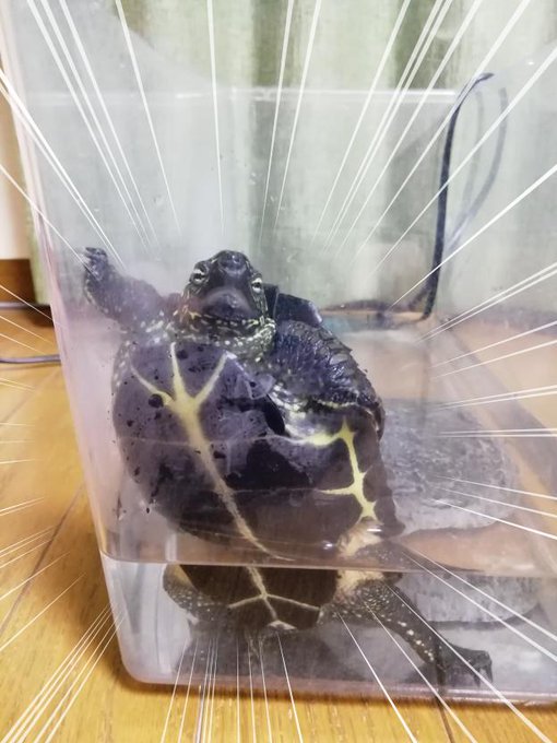爬虫綱カメ目イシガメ科イシガメ属  #クサガメ #かめ太