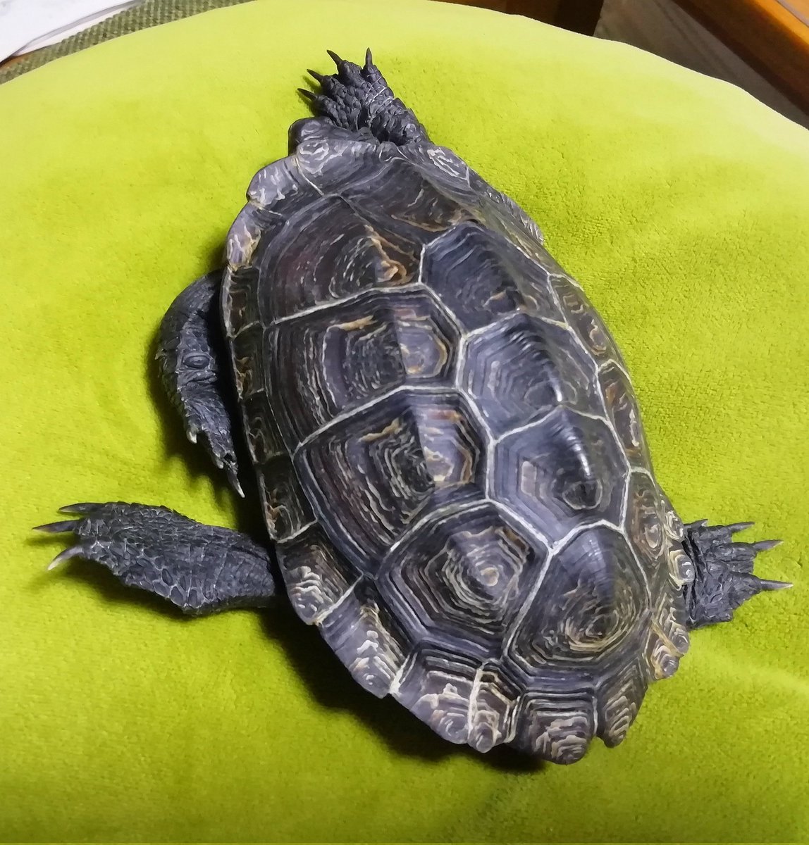 「爬虫綱カメ目イシガメ科イシガメ属  #クサガメ #かめ太」|みほのイラスト