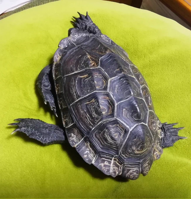 爬虫綱カメ目イシガメ科イシガメ属  #クサガメ #かめ太