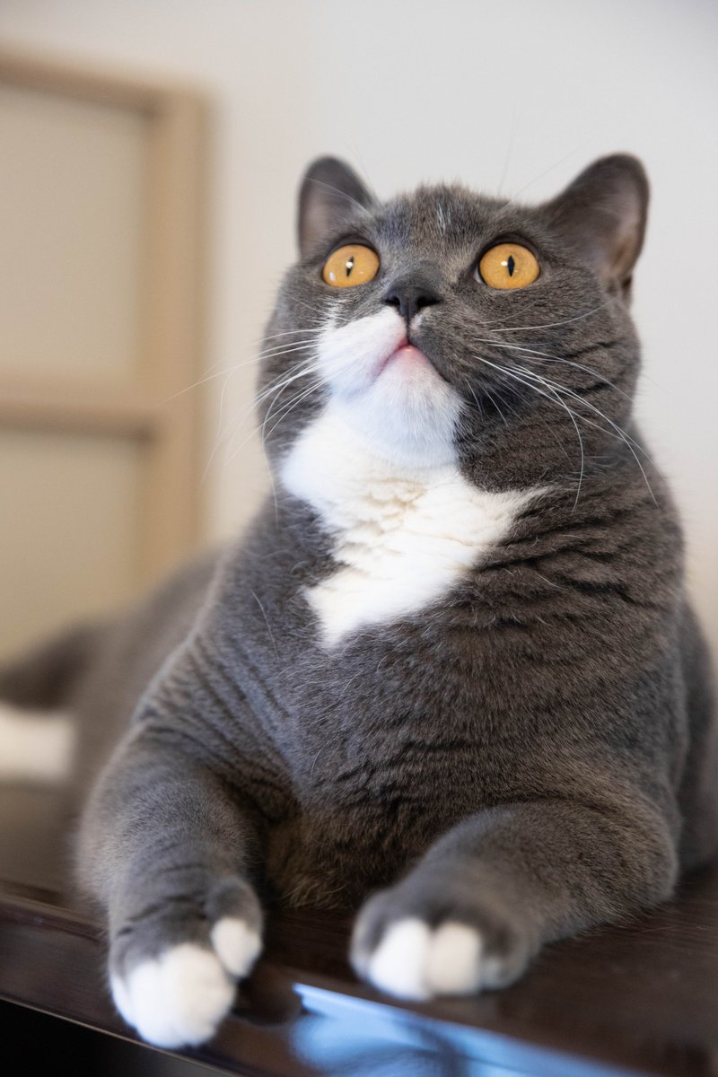 にびすけ氏、だいぶブリショらしいフォルムになってきたような感じがする😲毎日かわいい…🫣！！
#猫のいる幸せ 
#ブリティッシュショートヘア 
#猫がいる生活 #猫好きさんと繫がりたい #猫がいる暮らし #猫 #cat #ねこ