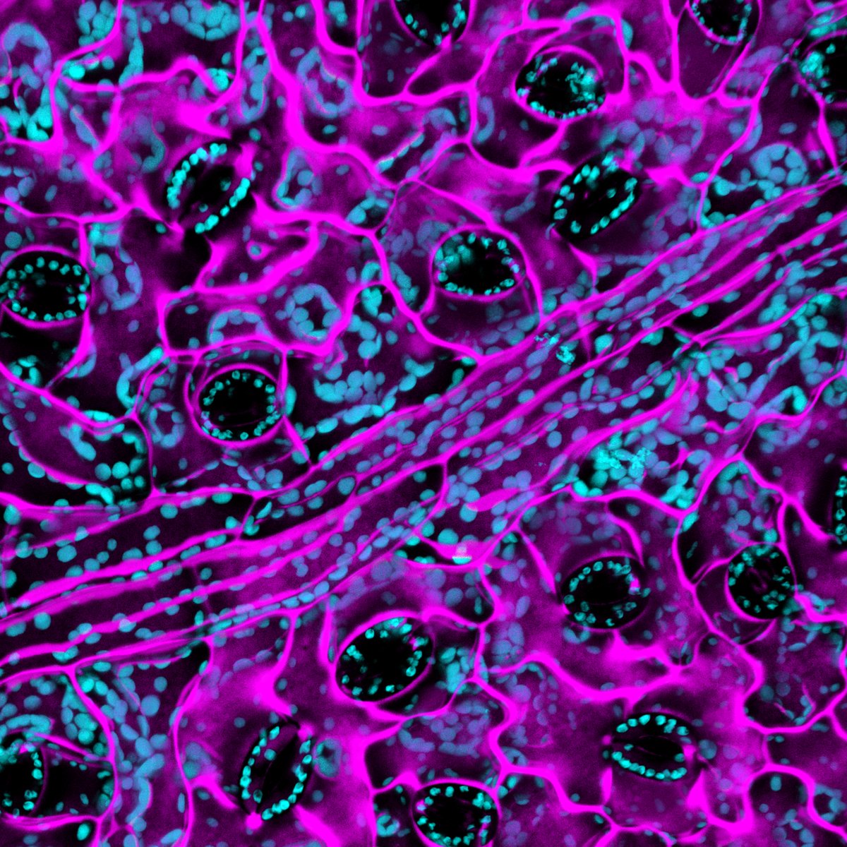 CSIRO's tweet photo. Can you guess what we're looking at under the microscope today? 🔬

Some clues:

🔶 It becomes stronger when wet
🔶 It’s found in many bank notes
🔶 It was the first plant to sprout on the moon

Let us know your guess! 👇 https://t.co/oZaer1urD3