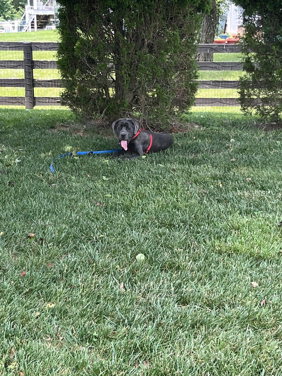 We tried 😢 Eggie dabbles in parkour and has to go back since our sanctuary isn’t vast enough 😔🐾