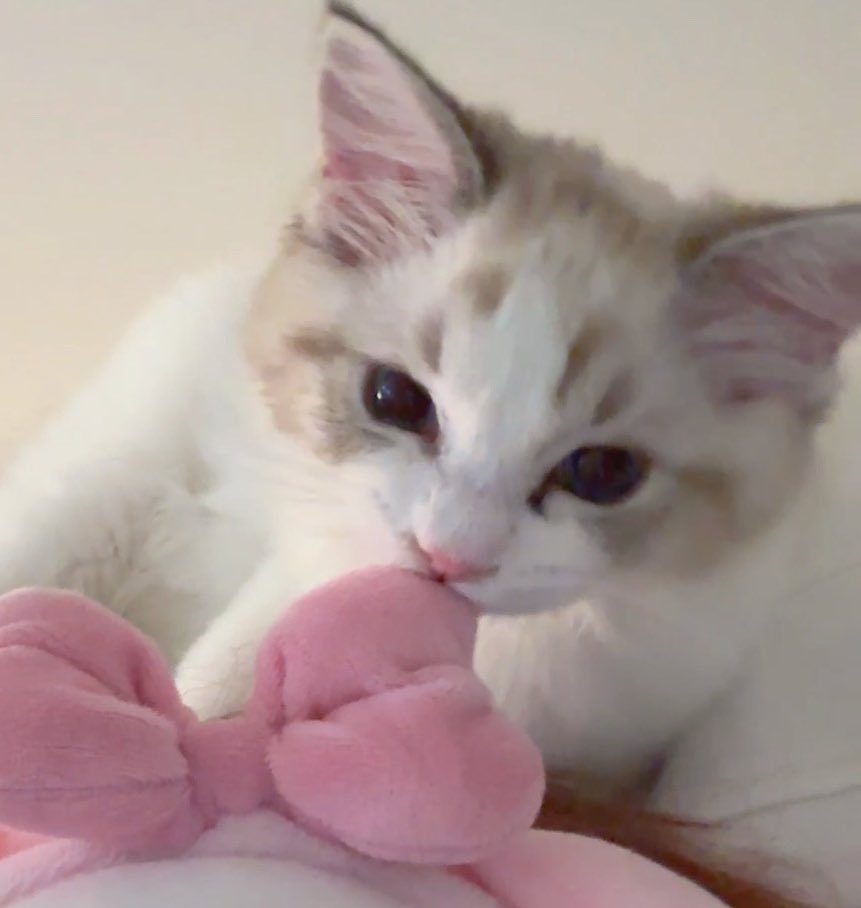 Ragdoll  จริงมั้ยไม่แน่ใจแต่โตมาสวยมากจริงๆ 3เดือนออร่าขนาดนี้ โตกว่านี้ก็😭🫠🫠