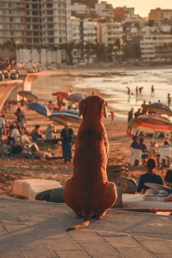 lomitosyamigos's tweet photo. un perrito viendo el atardecer en Mazatlán, es todo el tuit 🧡

📸Chema Robles https://t.co/22GiKSC3CA